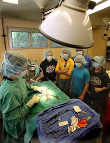 Vet students see a surgery