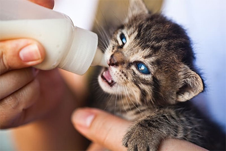 Kitten being fed milk by hand